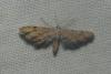 Idaea incalcarata